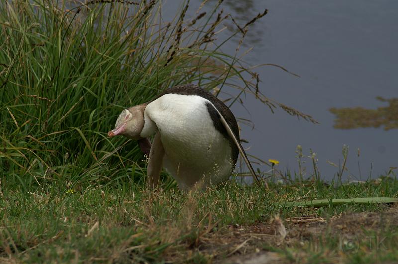 PICT94399_090116_OtagoPenin.jpg - Penguin Place, Otago Peninsula (Dunedin): Yellow Eyed Penguin "Cleo"